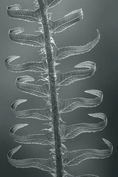 USA, Washington State, Seabeck. Sword fern in spring