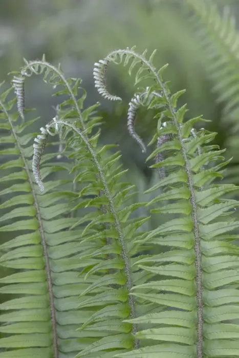 Framed Print : USA, Washington State, Seabeck. Sword ferns in spring Framed Print : USA, Washington State, Seabeck. Sword ferns in spring
