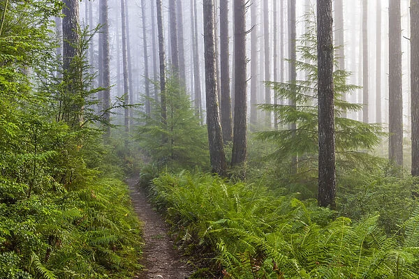 USA, Washington State, Seabeck. Trail in foggy Guillemot Cove Nature Preserve
