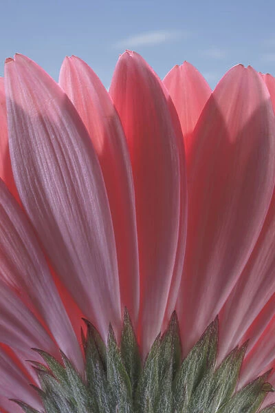 USA, Washington State, Seabeck. Underside close-up of a gerbera daisy
