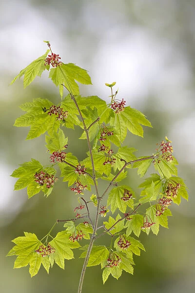 USA, Washington State, Seabeck. Vine maple branch in spring