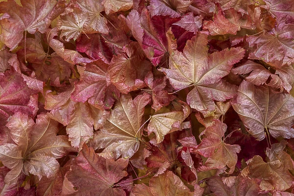 USA, Washington State, Seabeck. Vine maple leaves in autumn