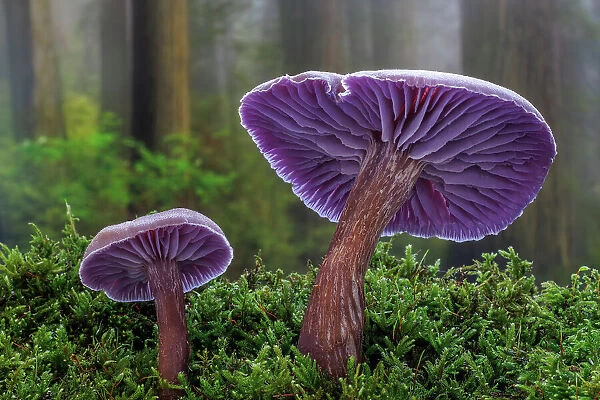 USA, Washington State, Seabeck. Western amethyst laccaria mushroom close-up