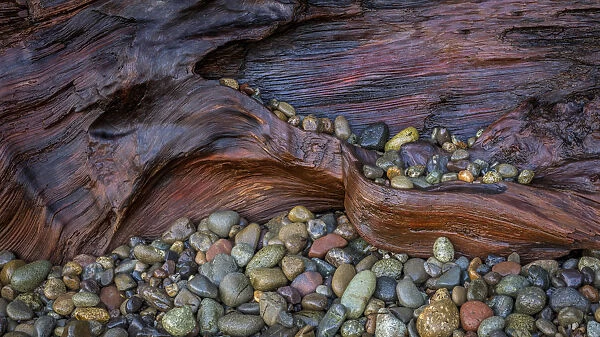 USA, Washington State, Seabeck. Wet driftwood and beach rocks