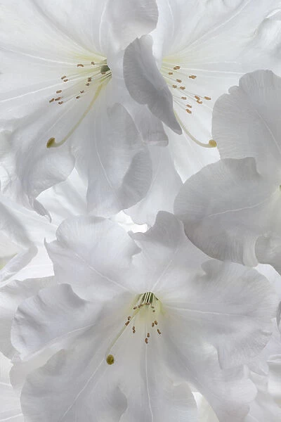 USA, Washington State, Seabeck. White rhododendron blossoms