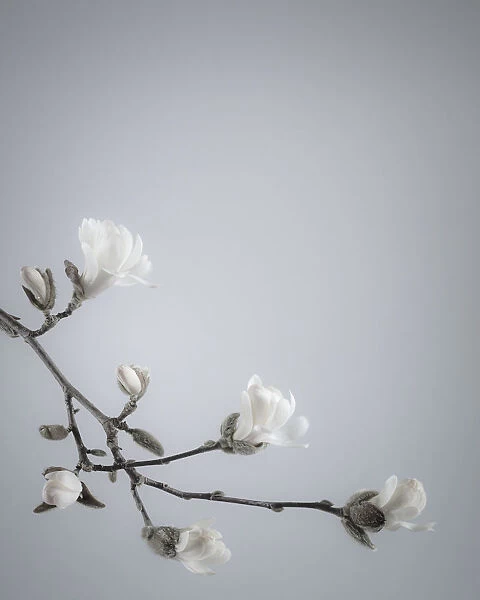 USA, Washington State, Seabeck. White magnolia flowers and branches