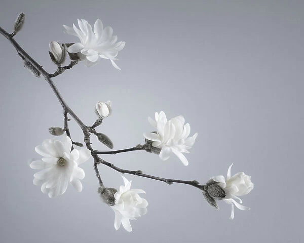 USA, Washington State, Seabeck. White magnolia flowers and branches