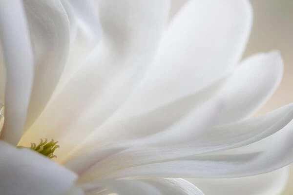 USA, Washington State, Seabeck. White magnolia flower detail