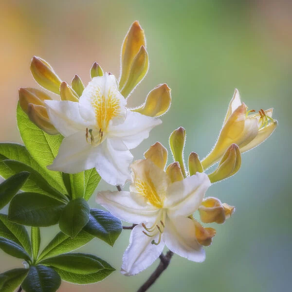 USA, Washington State, Seabeck. White and yellow azalea flowers