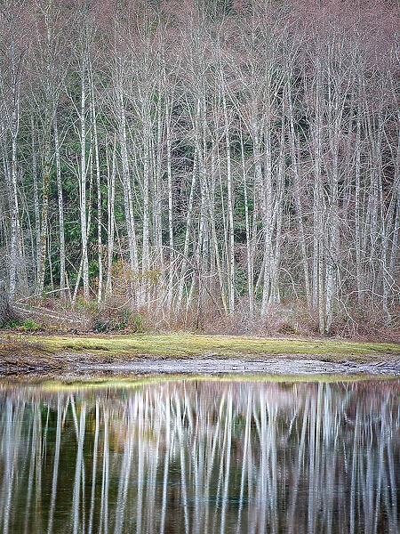 USA, Washington State, Seabeck. Winter alder trees reflect in Nick's Lagoon
