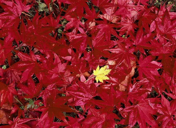 USA, Washington State, Seatle, Park Arboretun, Close up of Japanese maple leaf (Acer sp. )