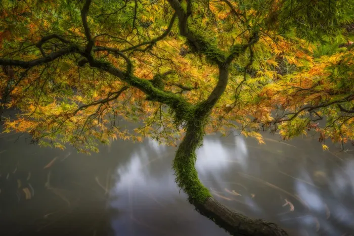 Framed Print : USA, Washington State, Seattle. Japanese maple and pond in Kubota Garden. Credit as Framed Print : USA, Washington State, Seattle. Japanese maple and pond in Kubota Garden. Credit as
