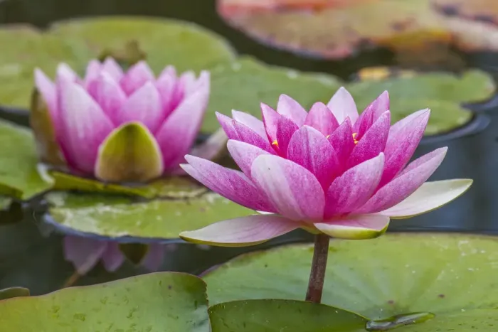 Framed Print : USA, Washington State, Seattle, Woodland Park garden with waterlilies blooming Framed Print : USA, Washington State, Seattle, Woodland Park garden with waterlilies blooming