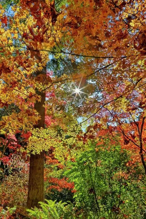 Framed Print : USA, Washington State, Seattle, Washington Arboretum with fall color on Japanese Maple trees Framed Print : USA, Washington State, Seattle, Washington Arboretum with fall color on Japanese Maple trees