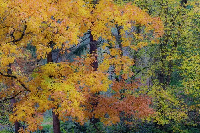 Framed Print : USA, Washington State, Seattle. Washington Park Arboretum in the fall with backlighting on Autumn colored leaves Framed Print : USA, Washington State, Seattle. Washington Park Arboretum in the fall with backlighting on Autumn colored leaves