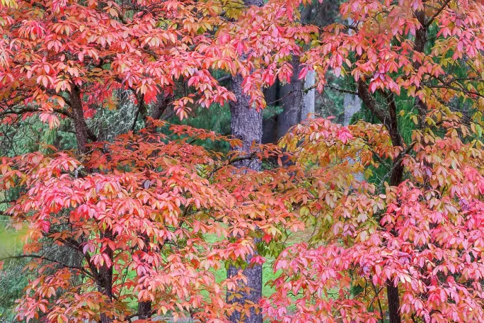 Framed Print : USA, Washington State, Seattle. Washington Park Arboretum in the fall with red leaves on maple trees Framed Print : USA, Washington State, Seattle. Washington Park Arboretum in the fall with red leaves on maple trees