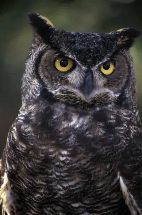 Framed Print : USA, Washington State, Seattle, Woodland Park Zoo. Great Horned Owl (Bubo virginianus) Framed Print : USA, Washington State, Seattle, Woodland Park Zoo. Great Horned Owl (Bubo virginianus)