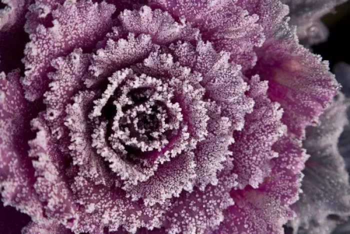 Framed Print : USA, Washington State, Seattle. Frost-covered Ornamental Cabbage Framed Print : USA, Washington State, Seattle. Frost-covered Ornamental Cabbage