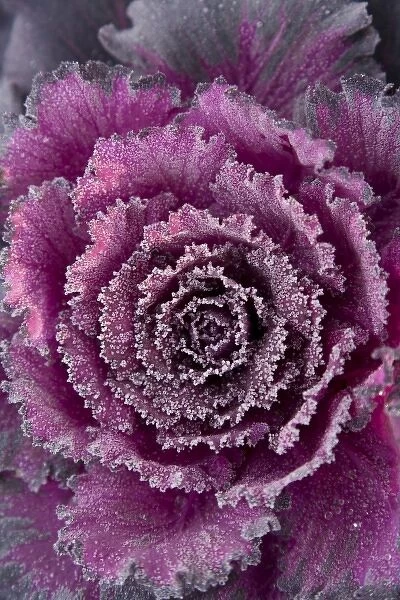 USA, Washington State, Seattle. Frost-covered Ornamental Cabbage