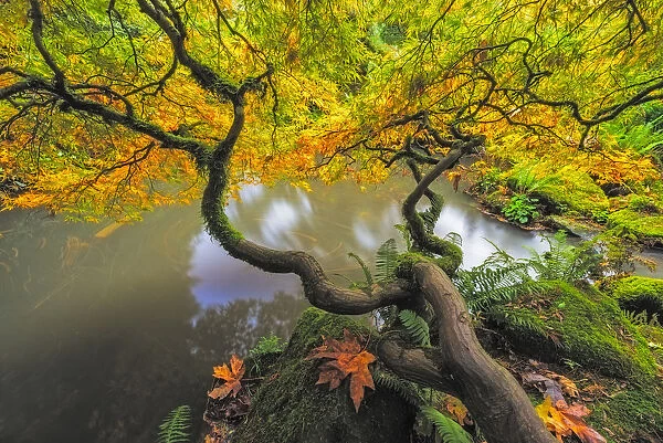 USA, Washington State, Seattle. Japanese maple and pond in Kubota Garden. Credit as