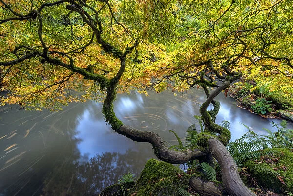 USA, Washington State, Seattle. Japanese maple and pond in Kubota Garden. Credit as