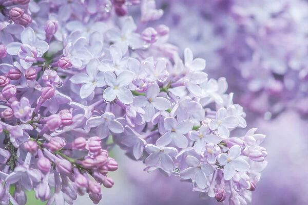 USA, Washington State, Seattle. Kubota Garden, lilac close-up