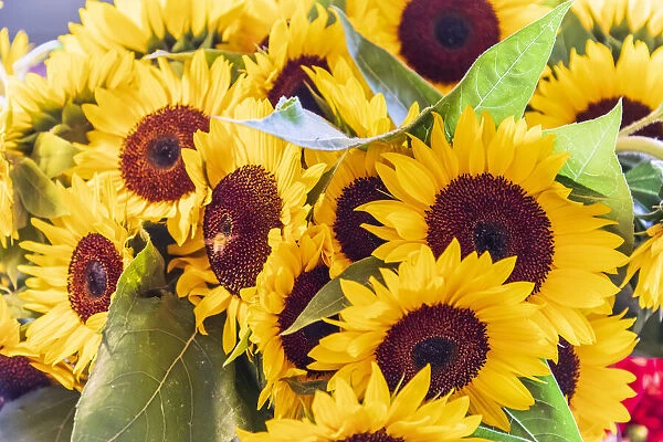 USA, Washington State, Seattle, Pike Place Market. Sunflowers for sale