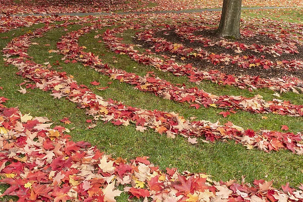Usa, Washington State, Seattle, red and yellow leaves raked in rows, in autumn