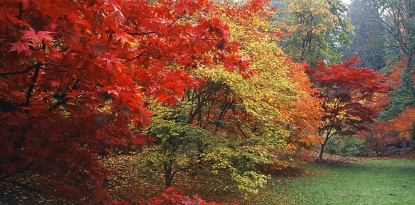 USA, Washington State, Seattle, Washington Park Arboretum, View of autumn trees in park