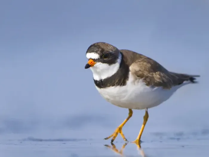 Framed Print : USA, Washington State. A Semipalmated Plover (Charadrius semipalmatus) on a Pacific Framed Print : USA, Washington State. A Semipalmated Plover (Charadrius semipalmatus) on a Pacific