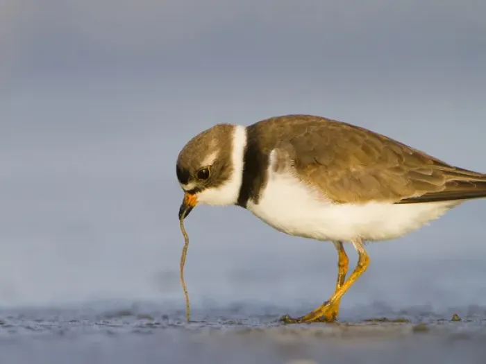 Framed Print : USA, Washington State. A Semipalmated Plover (Charadrius semipalmatus) pulls a worm Framed Print : USA, Washington State. A Semipalmated Plover (Charadrius semipalmatus) pulls a worm
