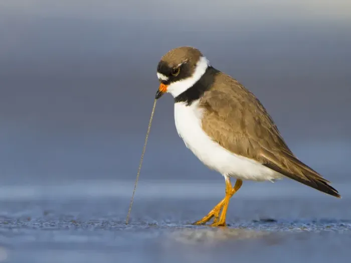 Framed Print : USA, Washington State. A Semipalmated Plover (Charadrius semipalmatus) pulls a worm Framed Print : USA, Washington State. A Semipalmated Plover (Charadrius semipalmatus) pulls a worm