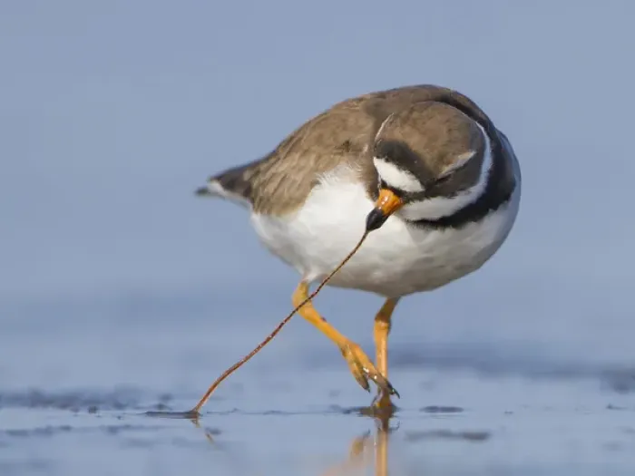 Framed Print : USA, Washington State. A Semipalmated Plover (Charadrius semipalmatus) pulls a worm Framed Print : USA, Washington State. A Semipalmated Plover (Charadrius semipalmatus) pulls a worm
