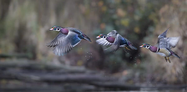 USA. Washington State. Sequence flight of an adult male Wood Duck (Aix sponsa) over a marsh