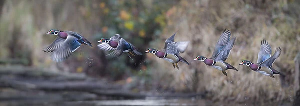 USA. Washington State. Sequence flight of an adult male Wood Duck (Aix sponsa) over a marsh
