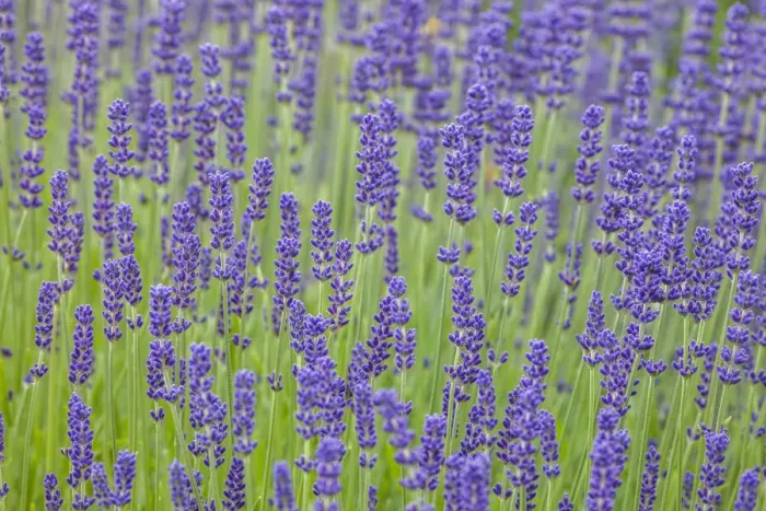 Framed Print : USA, Washington State, Sequim, early summer blooming Lavender fields Framed Print : USA, Washington State, Sequim, early summer blooming Lavender fields