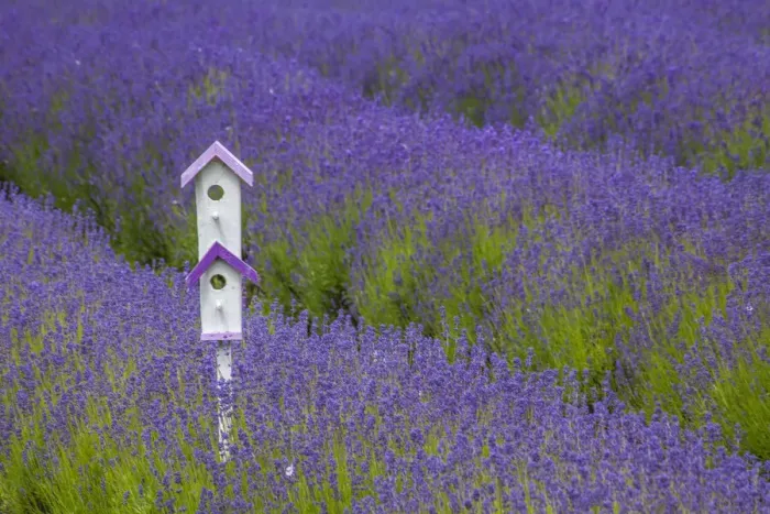 Framed Print : USA, Washington State, Sequim, early summer blooming Lavender fields rows with bird house
