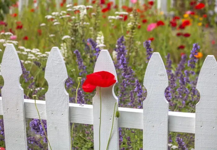 Framed Print : USA, Washington State, Sequim, early summer blooming red poppies with white picket fence Framed Print : USA, Washington State, Sequim, early summer blooming red poppies with white picket fence