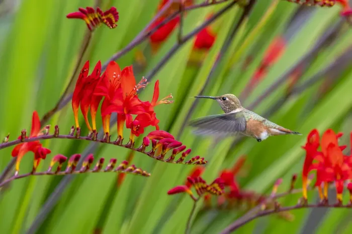 Framed Print : USA, Washington State, Sequim. Rufous hummingbird and flowers Framed Print : USA, Washington State, Sequim. Rufous hummingbird and flowers