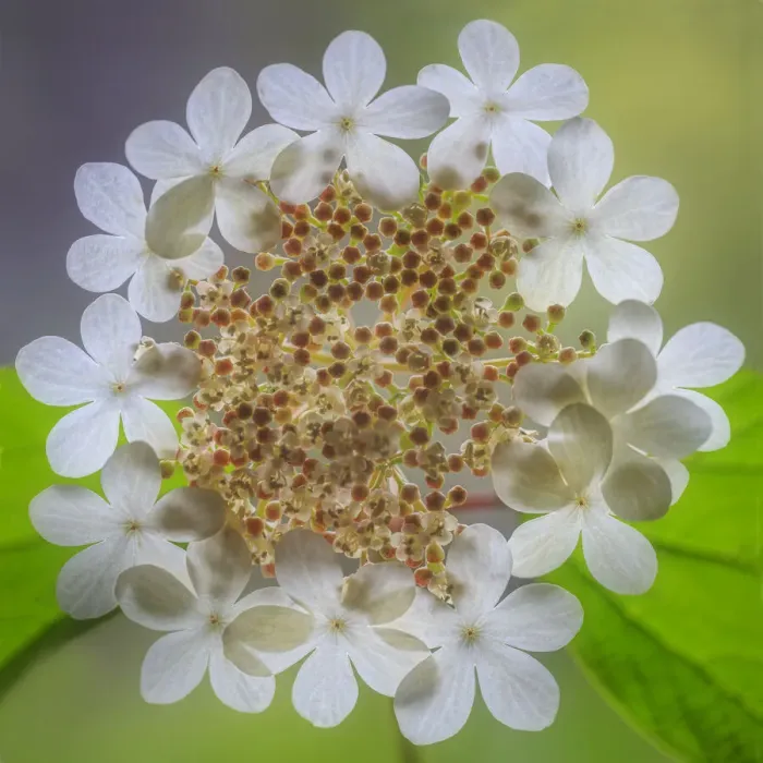 Framed Print : USA, Washington State, Silverdale. Highbush cranberry viburnum flowers close-up Framed Print : USA, Washington State, Silverdale. Highbush cranberry viburnum flowers close-up