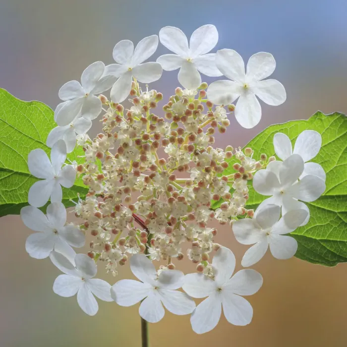 Framed Print : USA, Washington State, Silverdale. Highbush cranberry viburnum flowers close-up Framed Print : USA, Washington State, Silverdale. Highbush cranberry viburnum flowers close-up