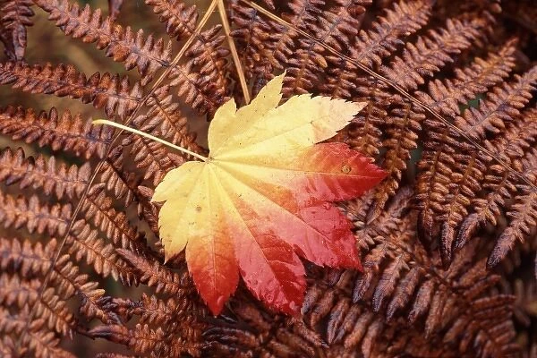 USA, Washington State, Skagit County, Fall Foliage