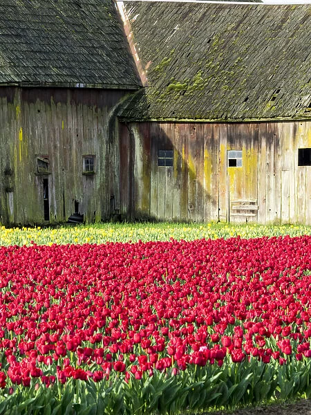 USA, Washington State, Skagit Valley. Tulip field and barn