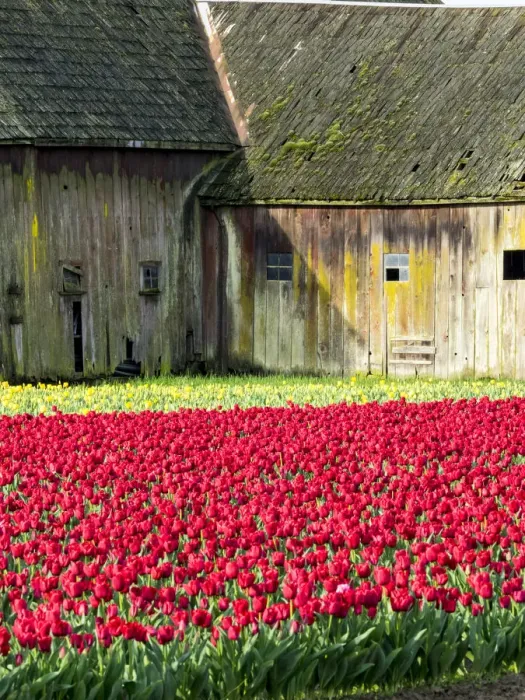 Framed Print : USA, Washington State, Skagit Valley. Tulip field and barn Framed Print : USA, Washington State, Skagit Valley. Tulip field and barn