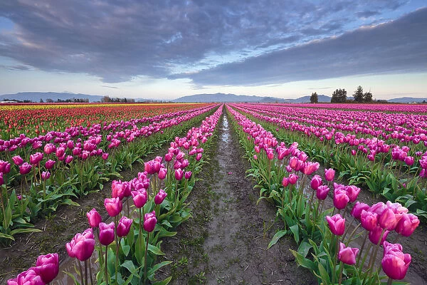 USA, Washington State, Skagit Valley. Rows of pink tulips