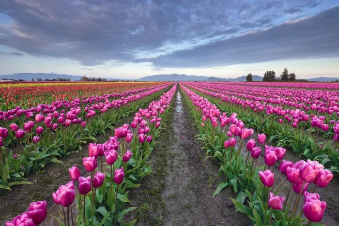 Framed Print : USA, Washington State, Skagit Valley. Rows of pink tulips Framed Print : USA, Washington State, Skagit Valley. Rows of pink tulips