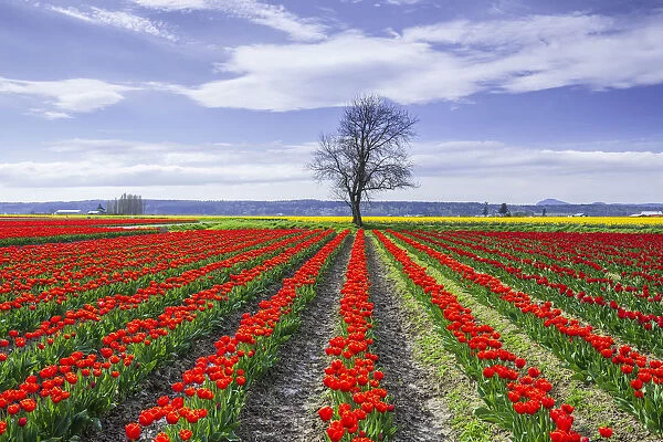 USA, Washington State, Skagit Valley. Rows of red tulips and tree