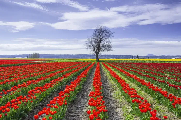 Framed Print : USA, Washington State, Skagit Valley. Rows of red tulips and tree Framed Print : USA, Washington State, Skagit Valley. Rows of red tulips and tree