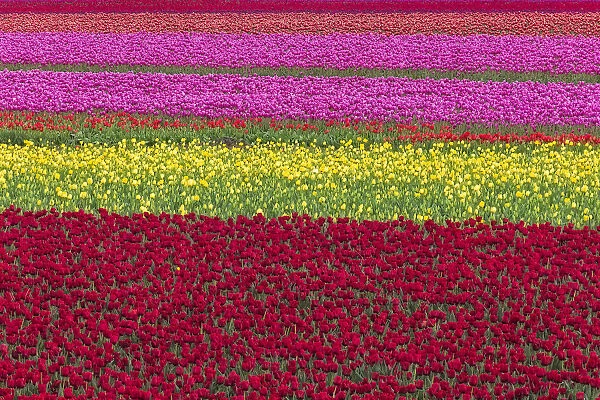 USA, Washington State, Skagit Valley. Row patterns of tulips
