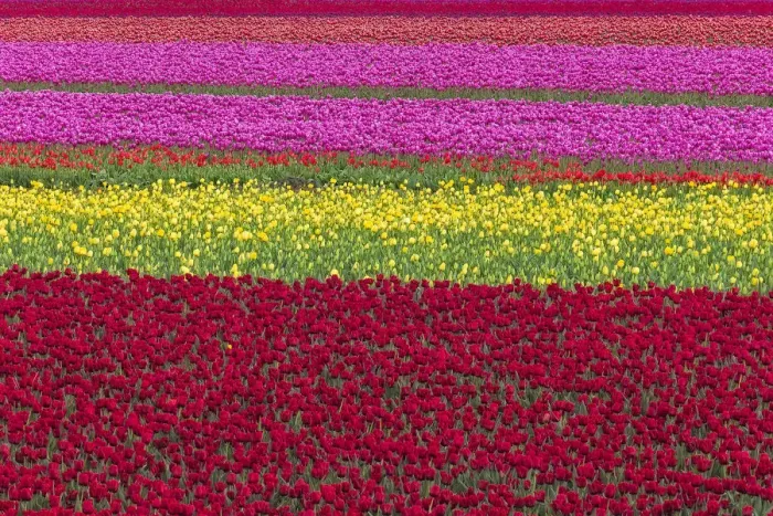 Framed Print : USA, Washington State, Skagit Valley. Row patterns of tulips